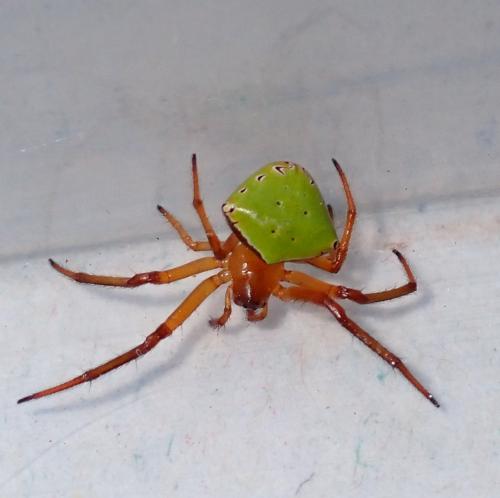 Araneus viridiventris